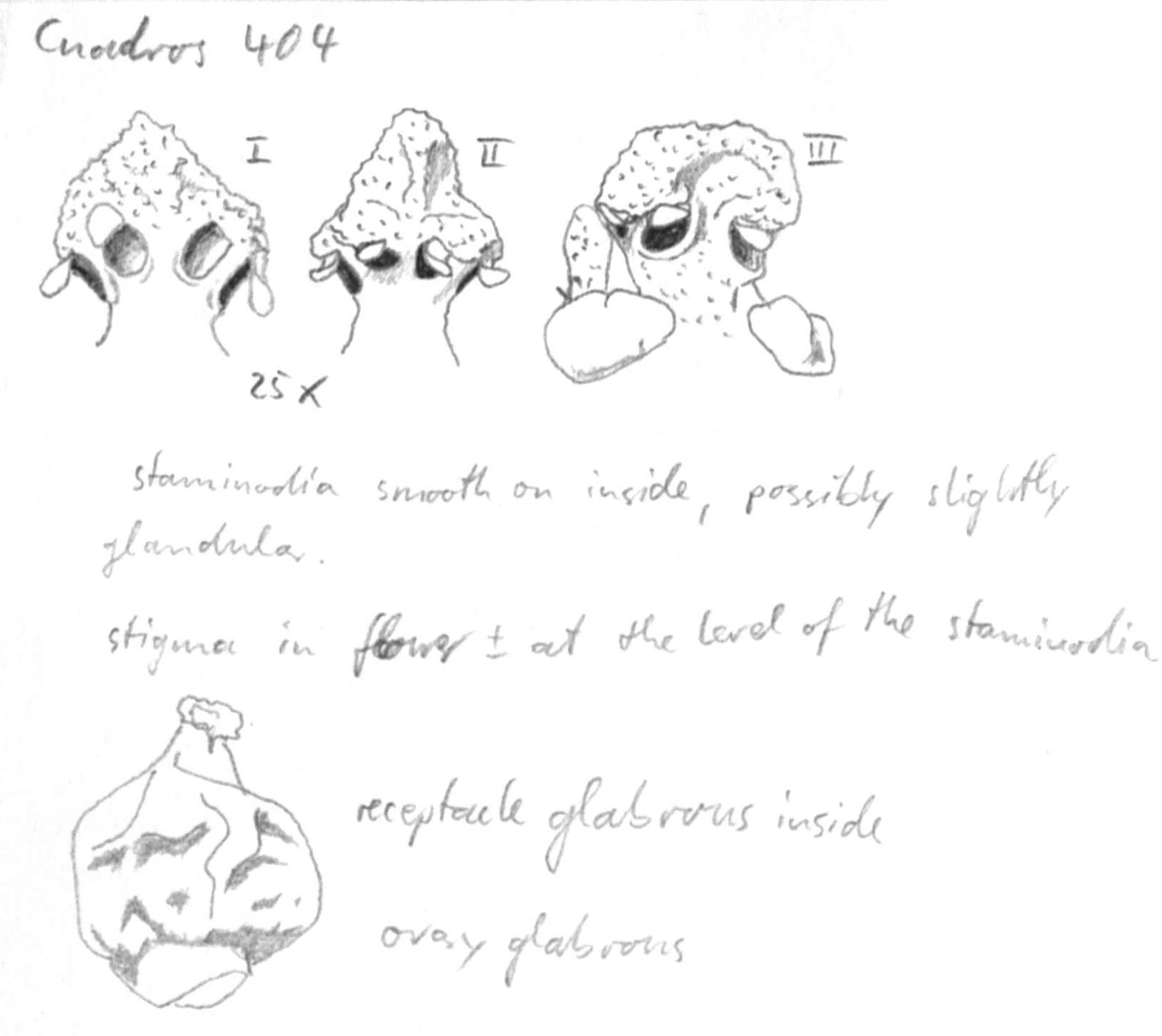 preview Nectandra lineata (Kunth) Rohwer